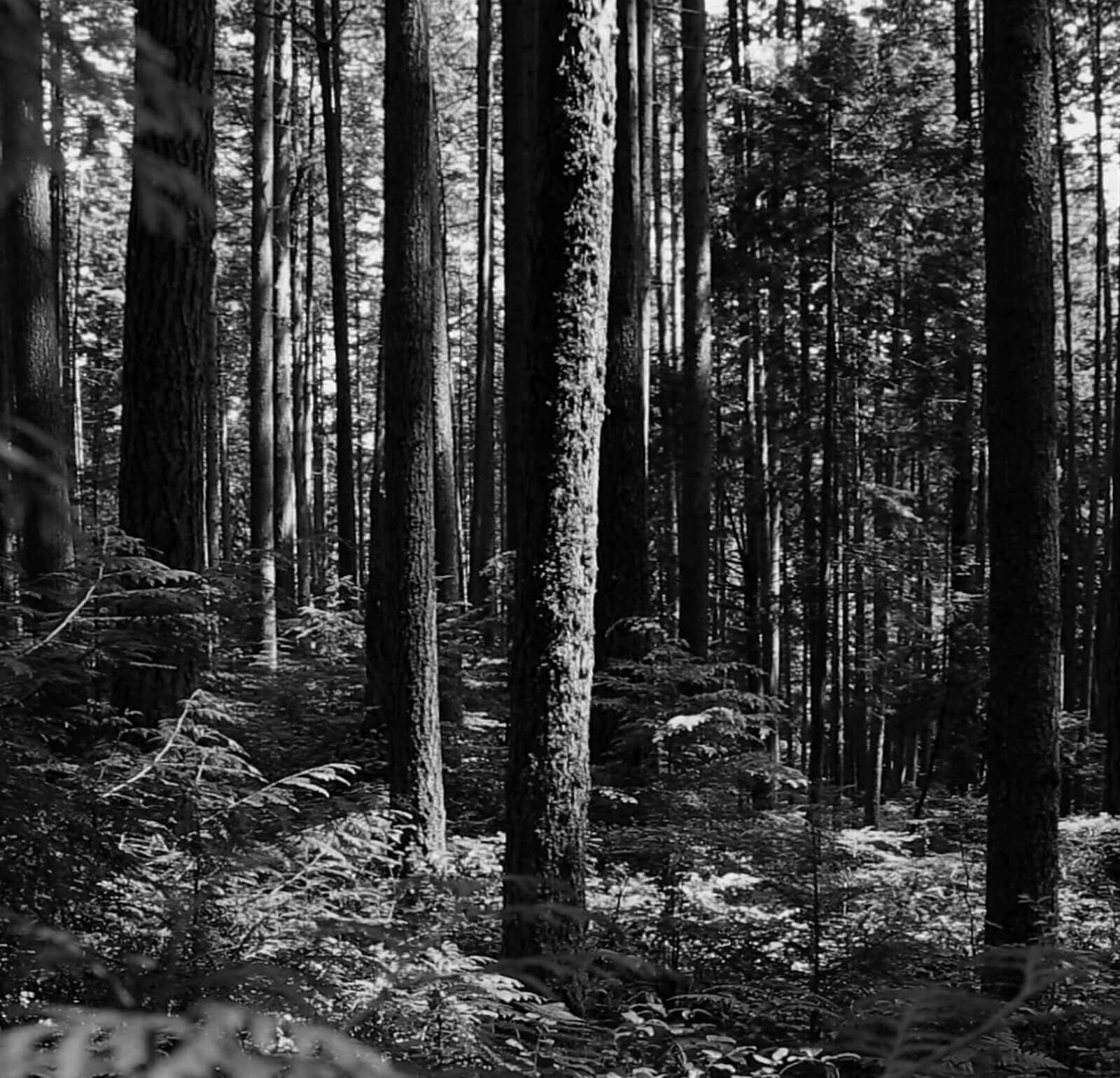 trees
